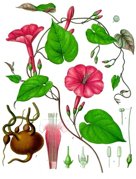 Ipomoea Purpurea